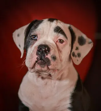 射手榜球员头像占位